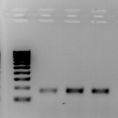 PCR gel