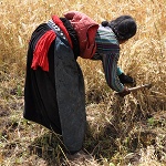 ethnic tibetan lady harvesting barley