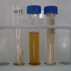 preparation of bone samples for isotopic analysis