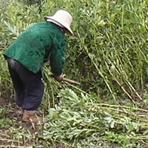 A lady harvesting soy in Qinghai