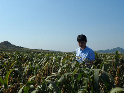Xinyi in the millet field