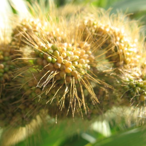 close up of millet panicle