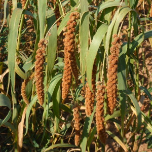 millet