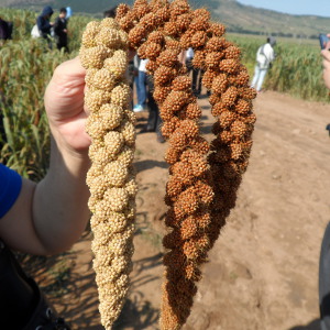 Millet landraces