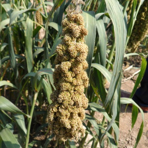 Millet landrace