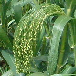 broomcorn millet