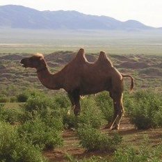 camel