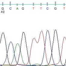 chromatogram