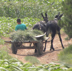 donkey cart