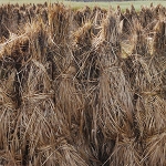 hay bales