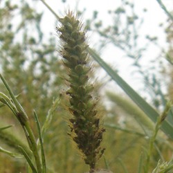 foxtail millet