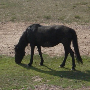 horse