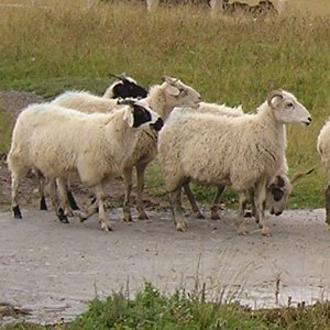 Qinghai sheep
