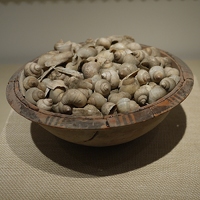 snail shells