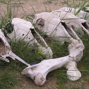 Mongolian horse skulls