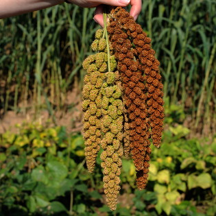 millet varieties