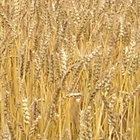 wheat field