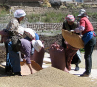ladies winnowing barley in Xiahe