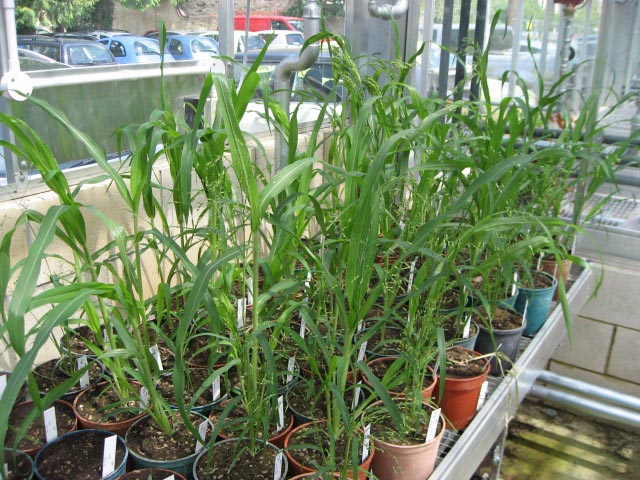 Professor Jones taking millet samples